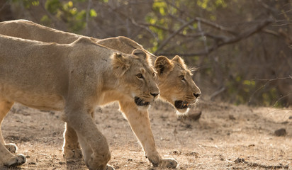 Asiatic lioness