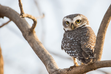 Spotted Owlet