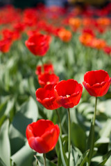 Fototapeta premium red tulips and green leaf
