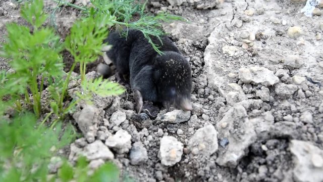 Mole climbs out of the hole on the head of a clay. Mole - Talpa europaea