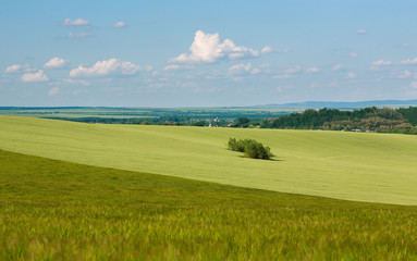 Green field of wheat growing on blue sky background
