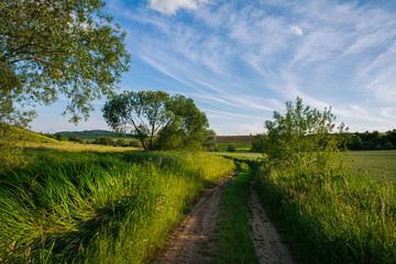 Fototapeta na wymiar Countryside road in green field on background of morning sky