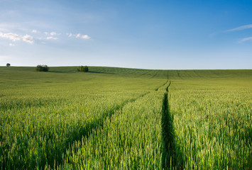 Green field of wheat growing on blue sky background