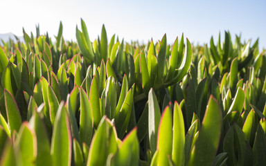 Obraz premium Ice plant leaves on a Cretan beach