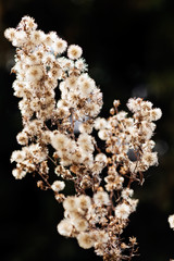 a variety of plants in the field in autumn