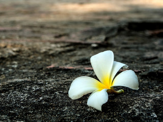 Close up of  White frangipani flower