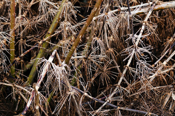 grass in autumn or spring
