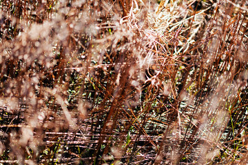 dry grass in autumn