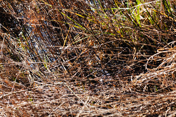 dry grass in autumn