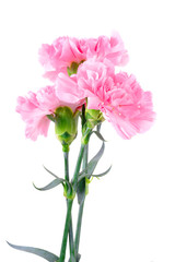 Naklejka na ściany i meble Beautiful pink Carnation flowers