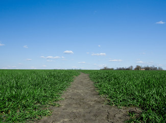 Obraz premium green grass and blue sky