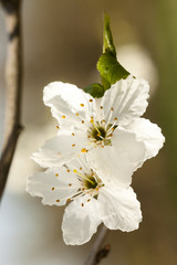 blackthorn - Prunus spinosa flowers closeup