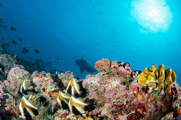 Fototapeta na wymiar butterfly fish while scuba diving in maldives