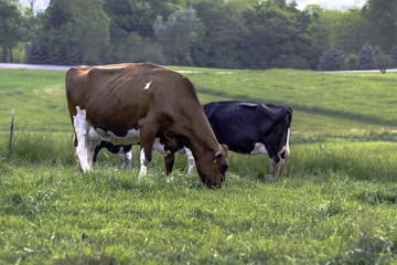Dairy cows on green pasture