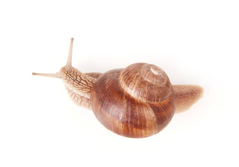 Snail