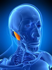 medically accurate illustration of the masseter deep