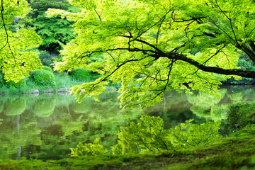 Fototapeta premium 京都府立植物園 水面に写るモミジの新緑