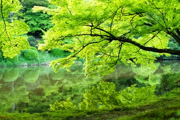 Tuinposter Kyoto Botanical Gardens Fris groen van esdoorns weerspiegeld op het wateroppervlak © garden