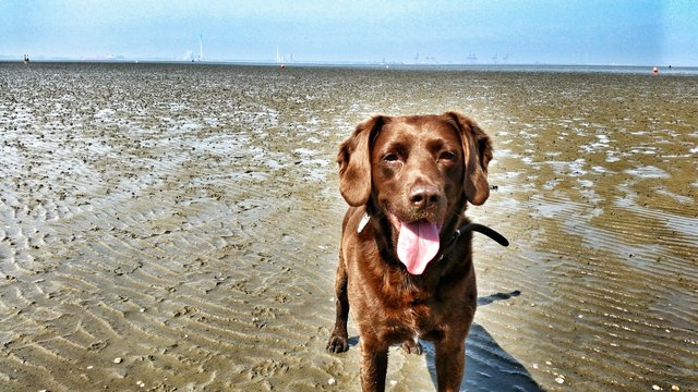 Hund auf dem Watt an der Nordsee