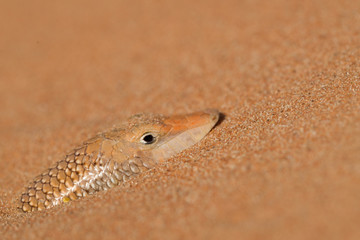 Fototapeta premium A Lizard Hiding in the Hot Desert Sand