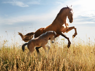 cheval avec un poulain saute dans les hautes herbes