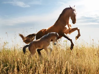 Cercles muraux Chevaux cheval avec un poulain saute dans les hautes herbes