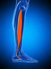 medically accurate illustration of the peroneus longus