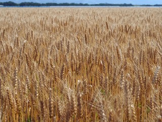 Fototapeta premium 春 筑後平野の麦畑