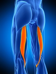 medically accurate illustration of the semitendinosus