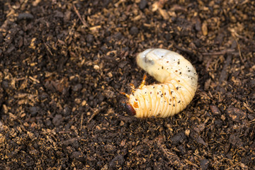 カブトムシの幼虫