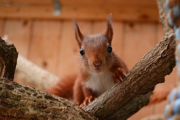 junges, neugieriges Eichhörnchen