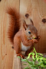 junges Eichhörnchen frisst Ahornsamen - obrazy, fototapety, plakaty