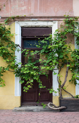 Fototapeta na wymiar Old door and climbing plant 