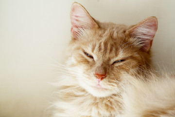 Red-headed cat. Home, yard ...