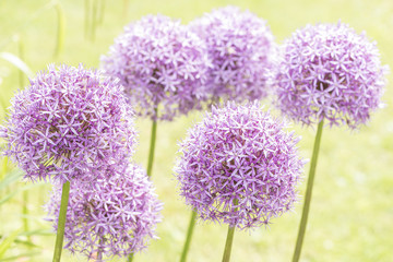 Allium Flower