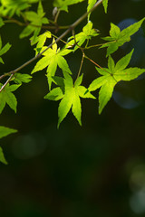 Obraz premium 緑のモミジ