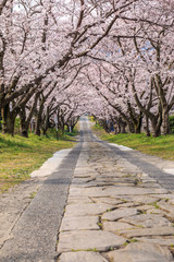 Fototapeta na wymiar 桜のアーチ