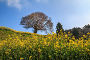 馬場の一本桜