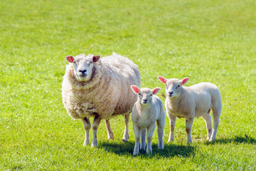Ewe with her two lambs posing for the photographer
