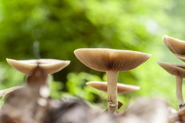 mushrooms in natural ambiance