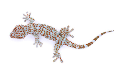 gecko  isolated on  white background