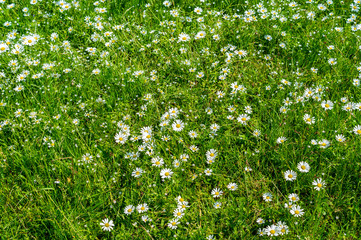 Gänseblumenwiese