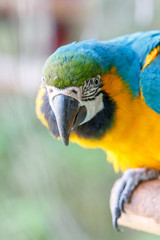 ルリコンゴウインコ