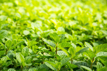 Mint leaves, peppermint leaves of mint on green background, Clos © rakop_ton