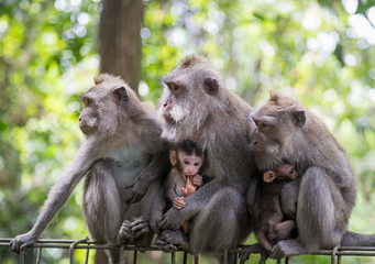 Naklejka na ściany i meble Monkey Family in Ubud, Indonesia
