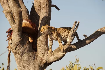Foto op Canvas Leopard with prey © sauerber