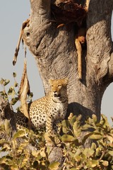 Leopard on tree with prey