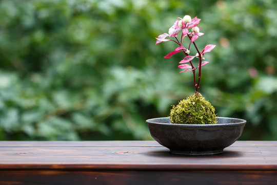 3 269 Best 盆栽 Images Stock Photos Vectors Adobe Stock