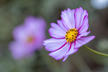 コスモスの花