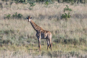 Naklejka na ściany i meble Giraffe grazing in the Welgevonden Game Reserve in South Africa